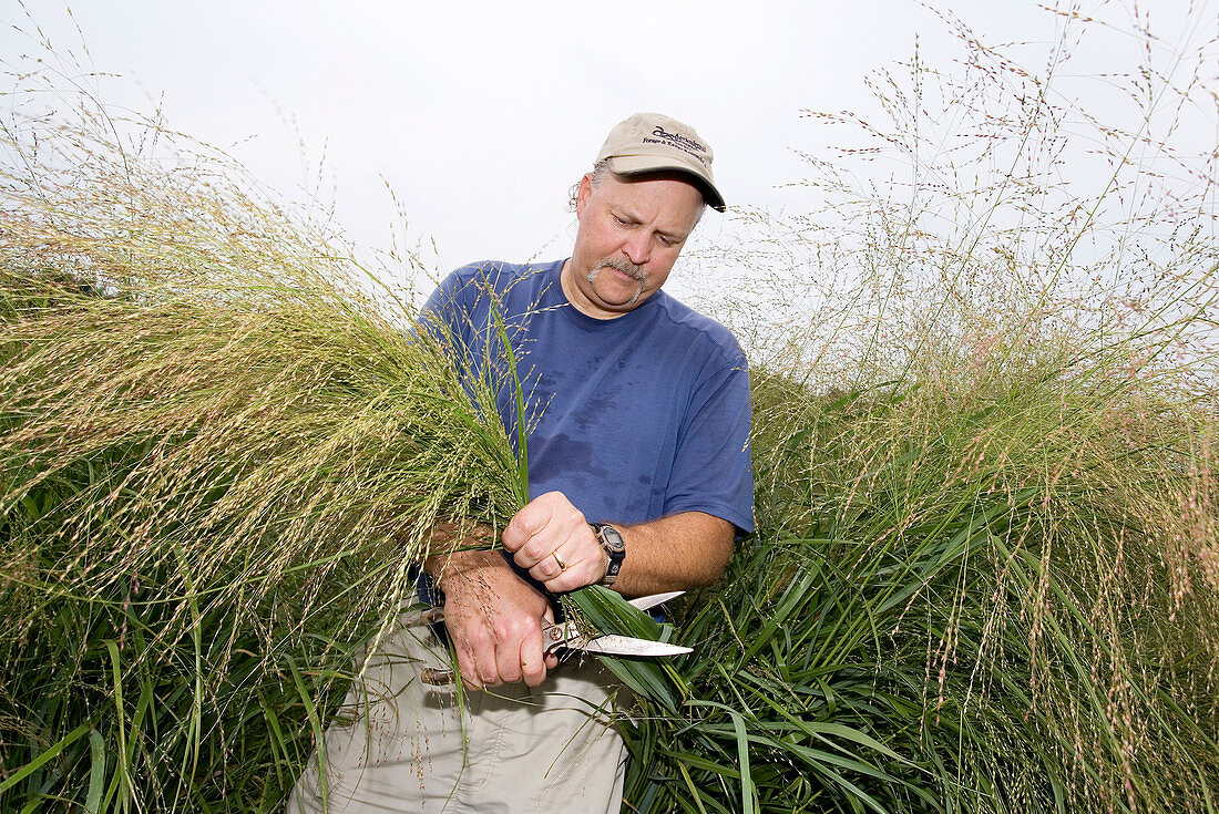 Biofuel research,switchgrass plants