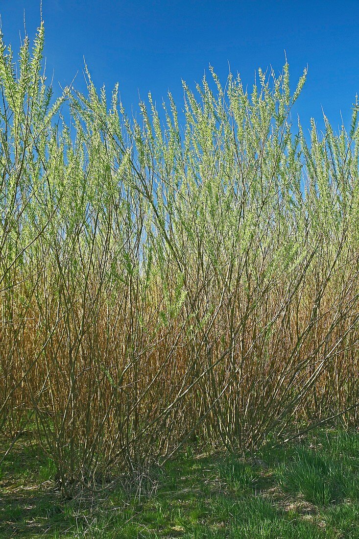 Willow bioenergy crop,Sweden