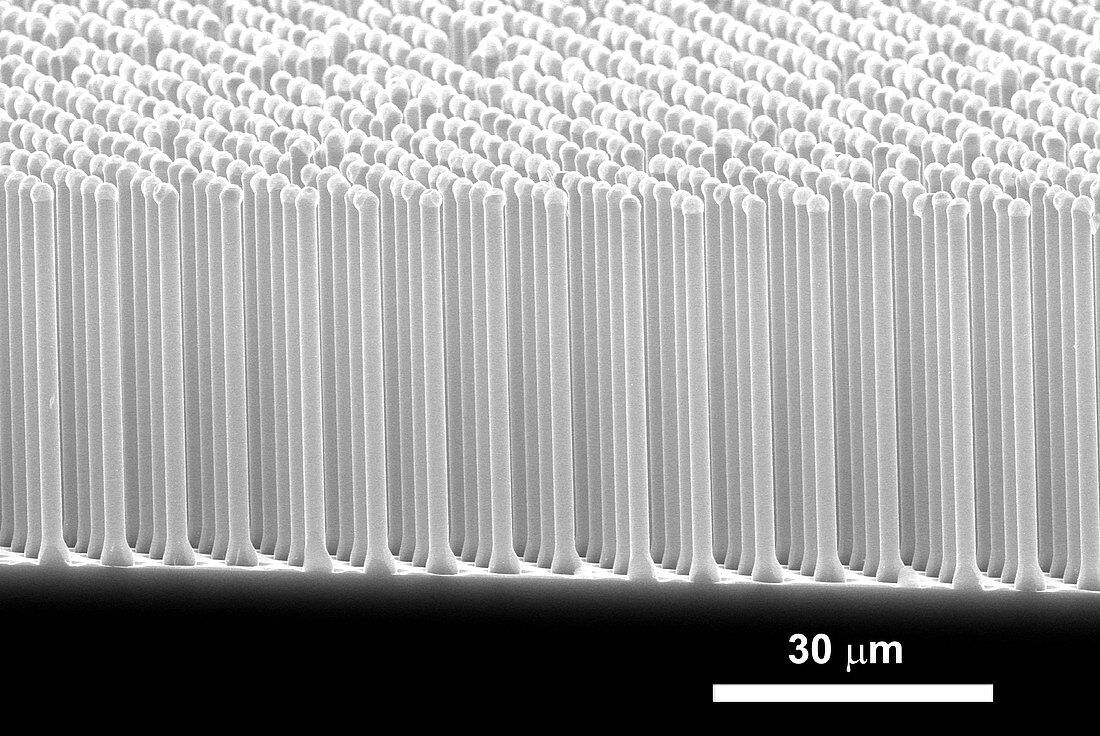 Silicon nanorods,SEM