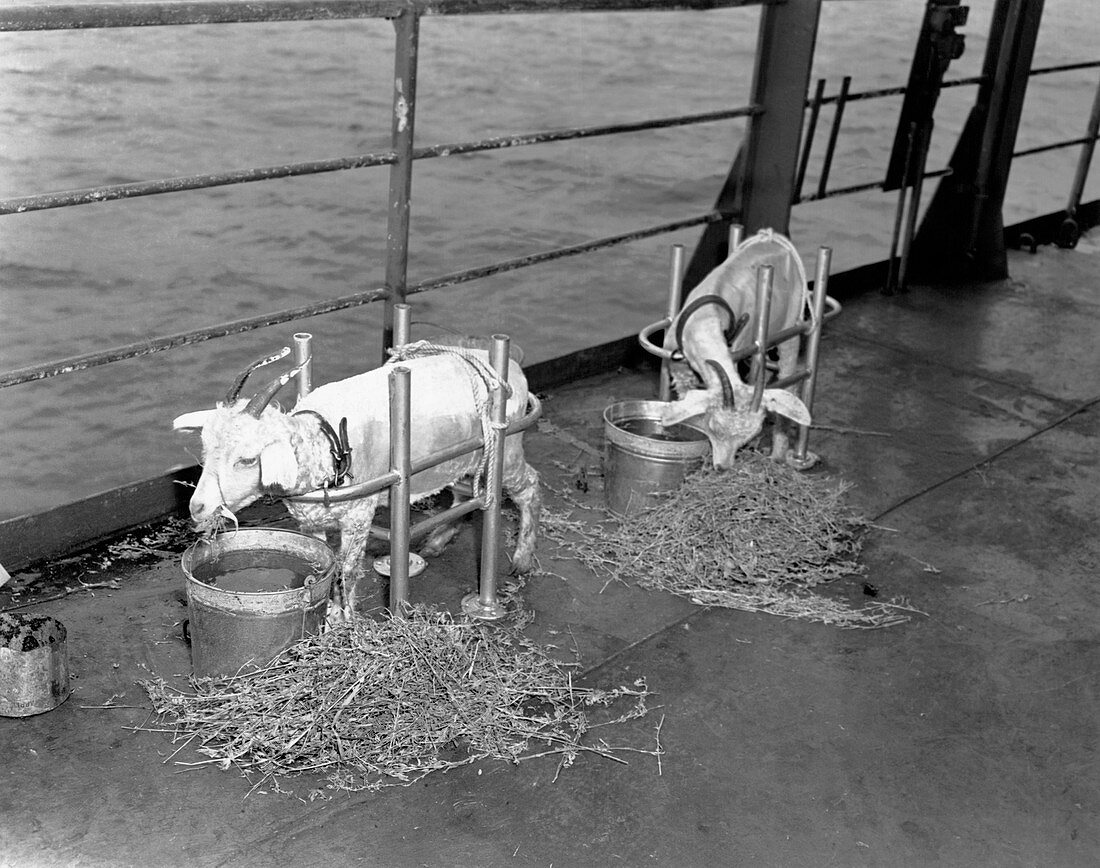 Goats on deck of ship before atom bomb detonation