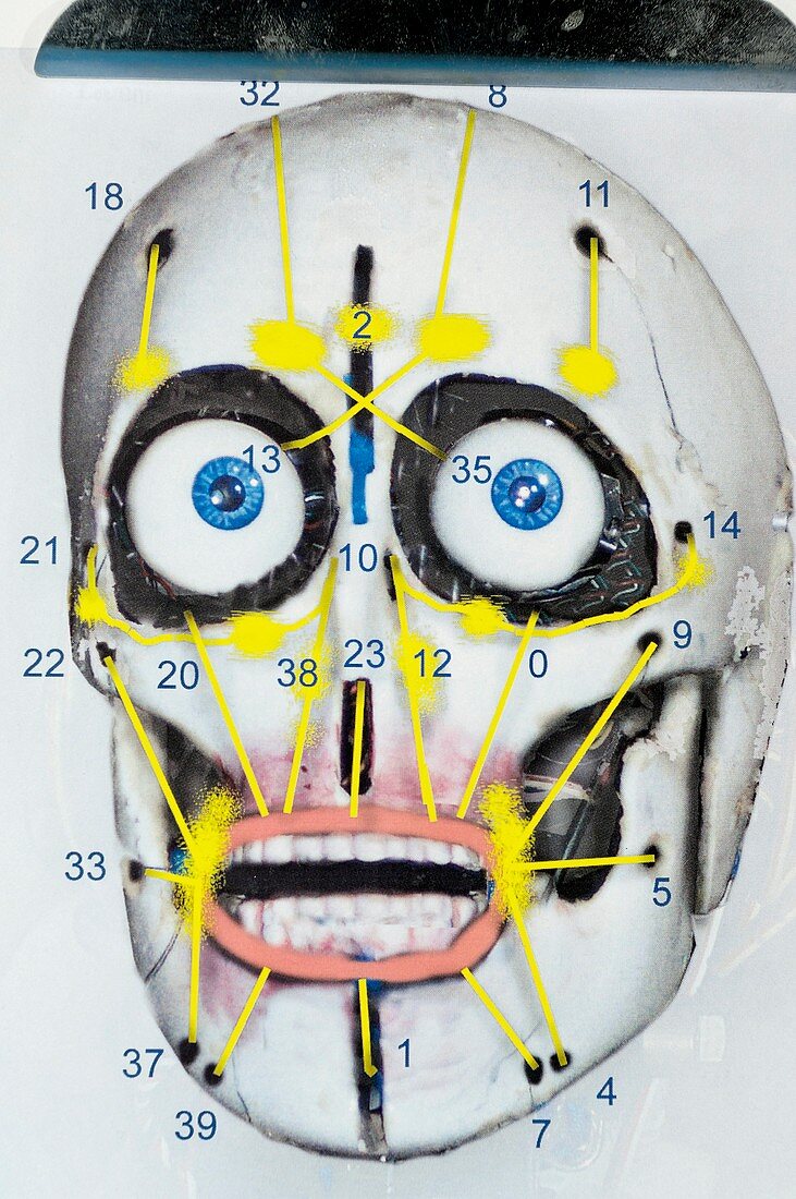 Humanoid robot skull