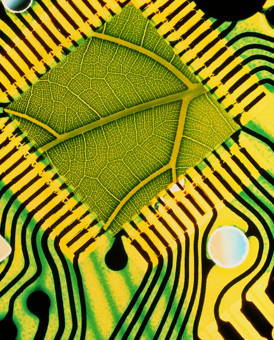 Computer art of a leaf in an integrated circuit
