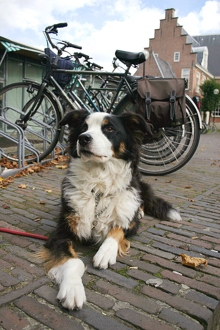 Dog guarding bicycles