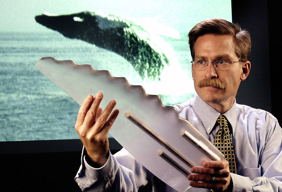 Researcher with model whale flipper