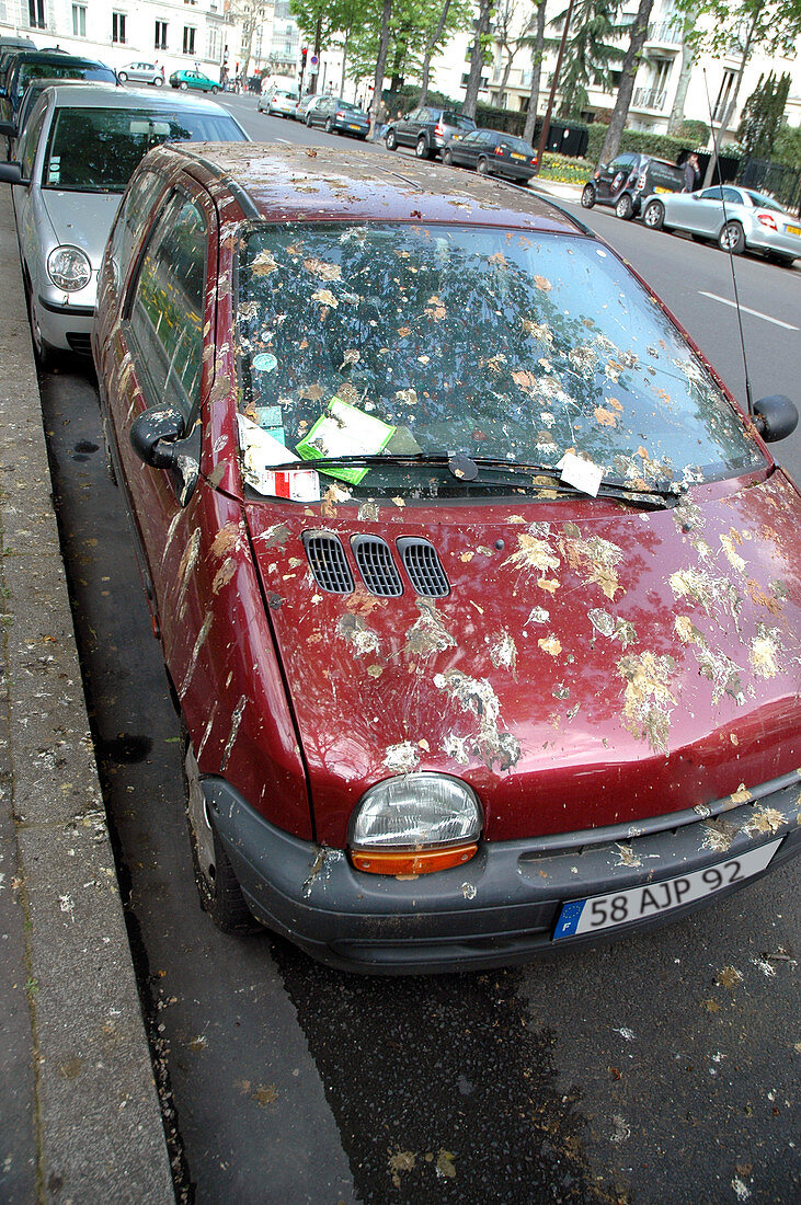 Car covered in bird droppings