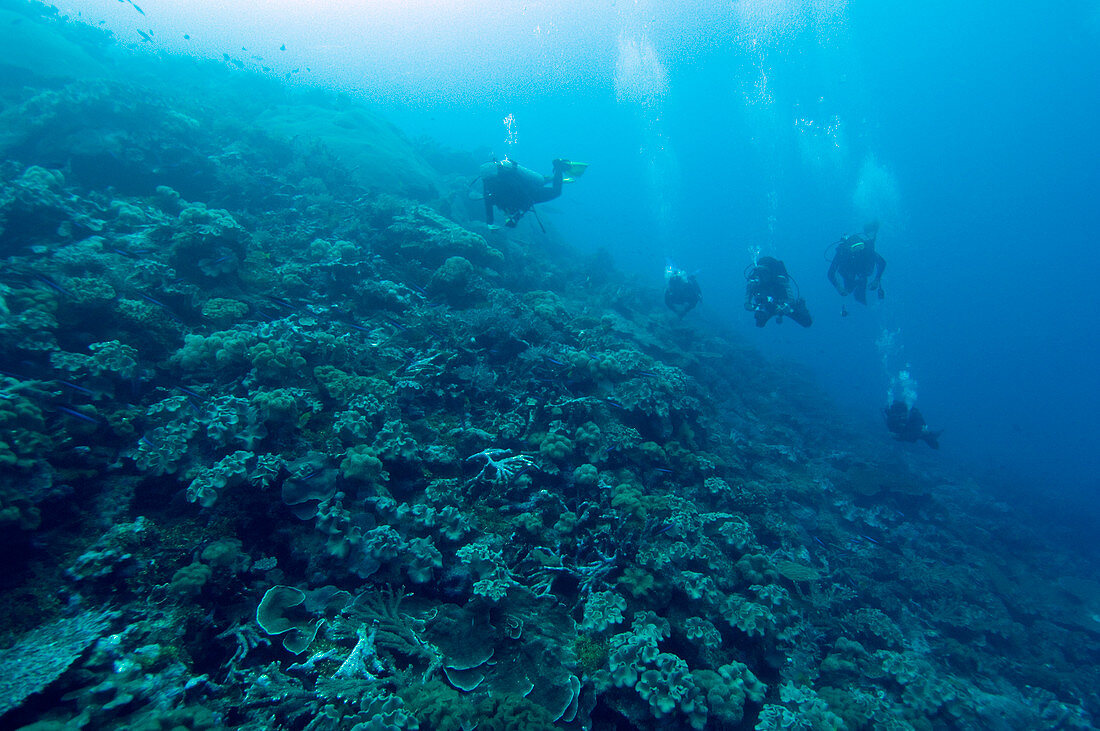 Divers exploring a coral reef