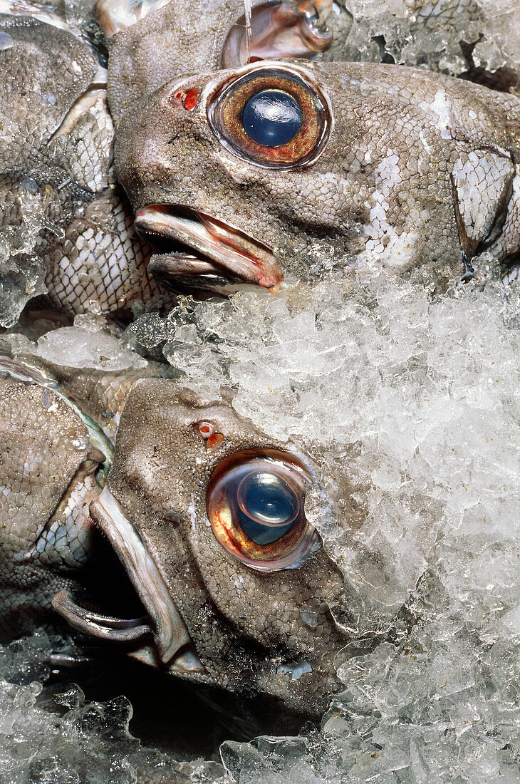 Grenadier fish packed in ice after being caught