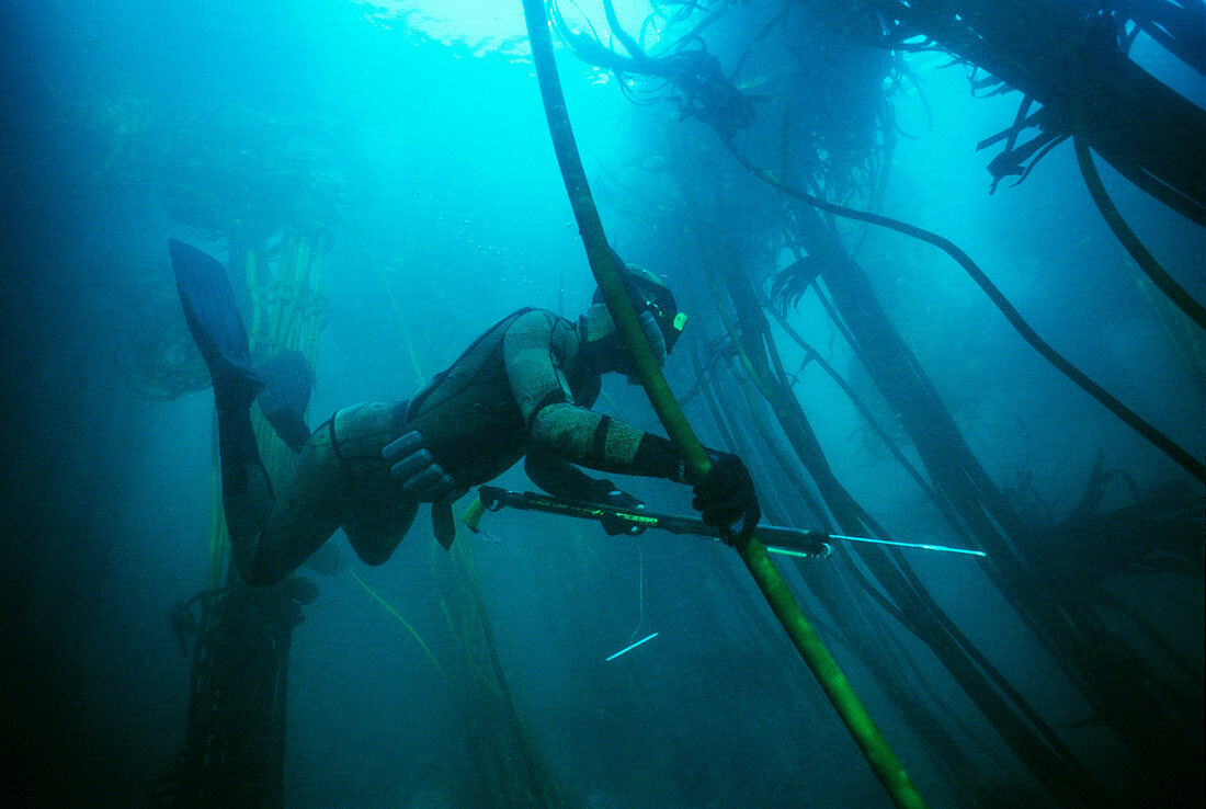 Spear fisherman