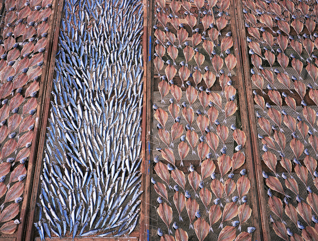 Fish being dried on racks