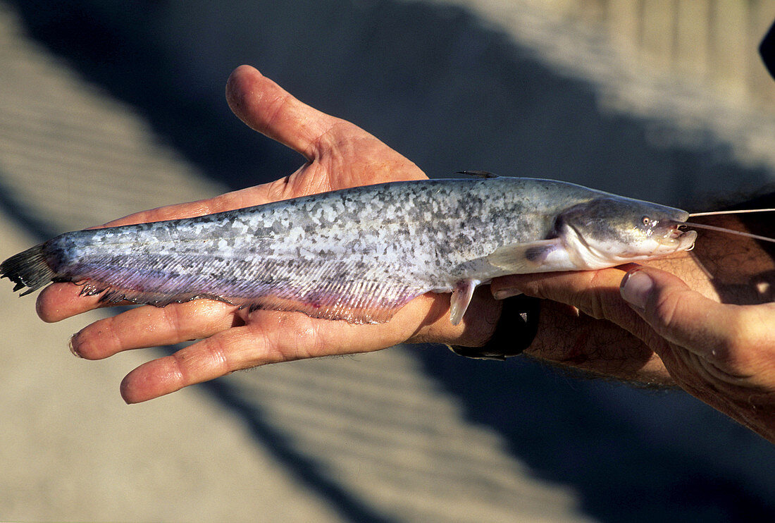 Fish caught in the Aral Sea