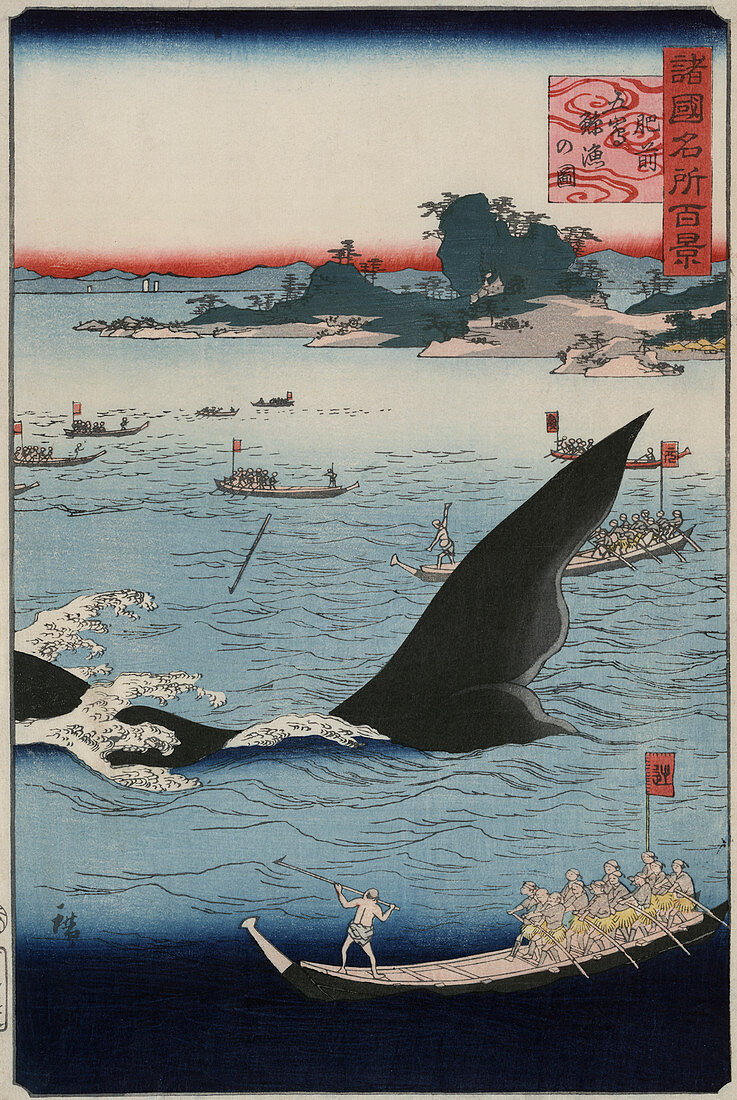 Whale hunting,Japan,19th century