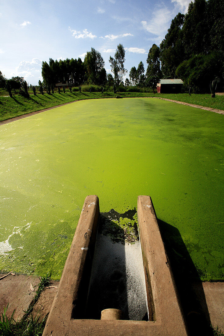 Waste water treatment,Uganda