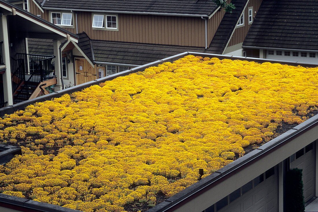 Sedum green roof