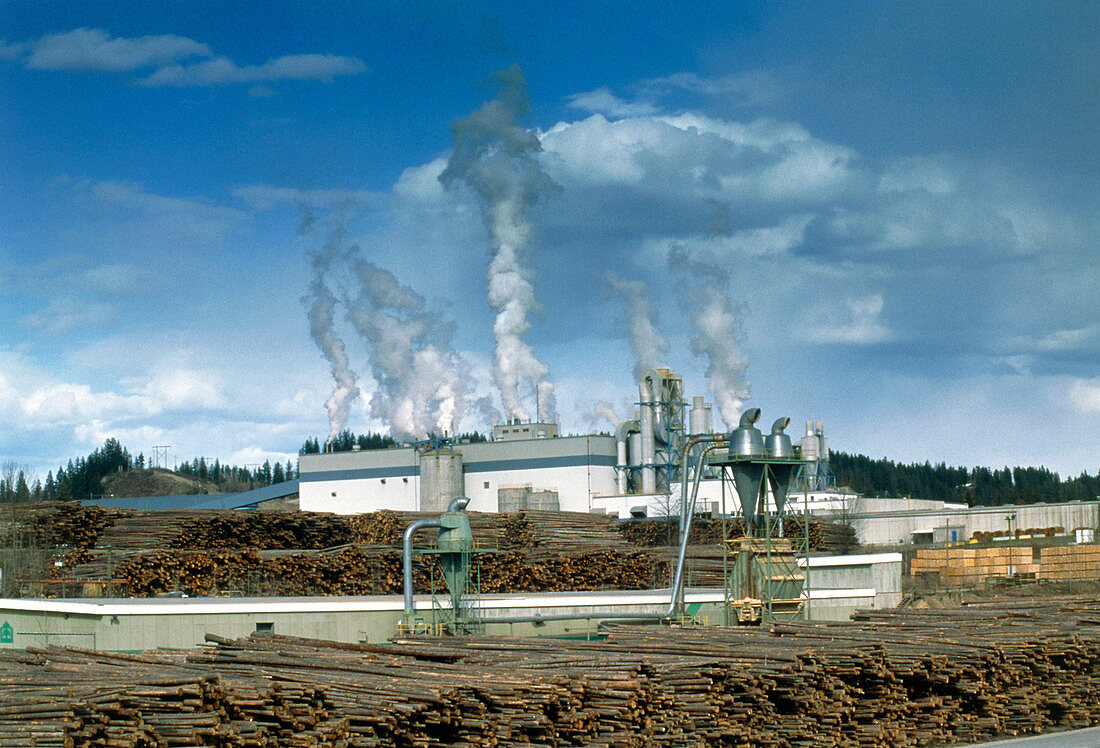 Timber plant