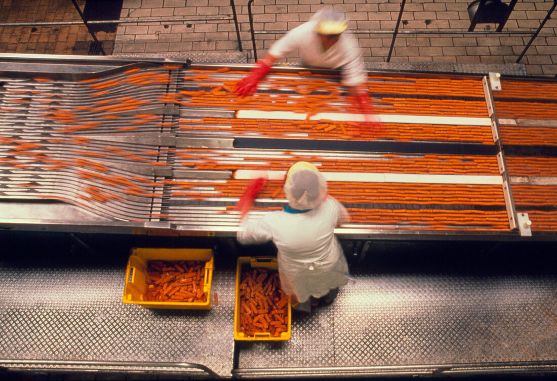Two workers on a fish finger production line