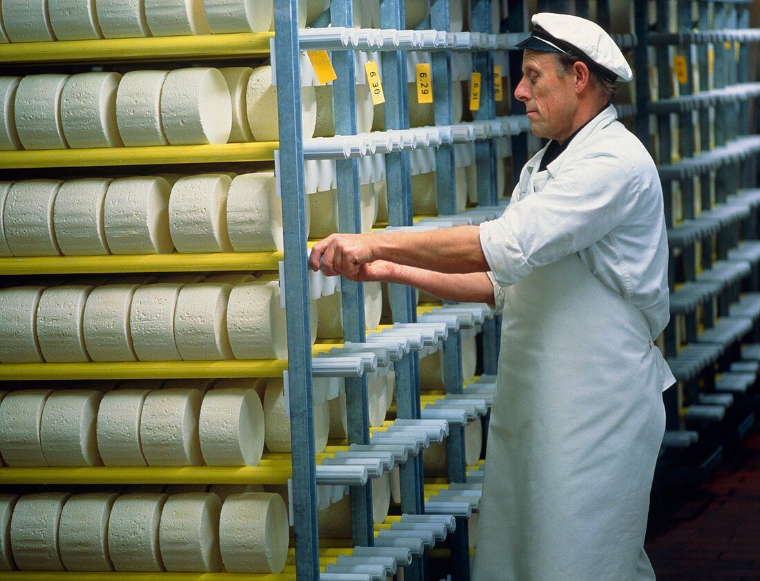 Man turning circular cheeses in a storeroom