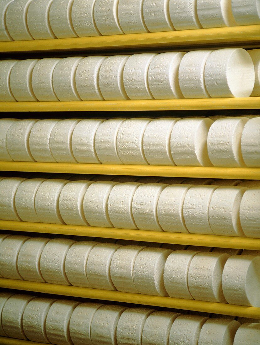 Racks of maturing,circular soft cheeses