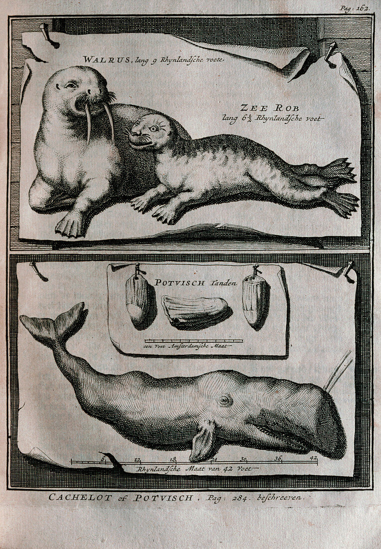 Artwork of a walrus and sperm whale,dated 1720
