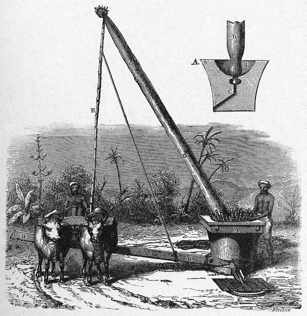 Sugar cane milling,19th century