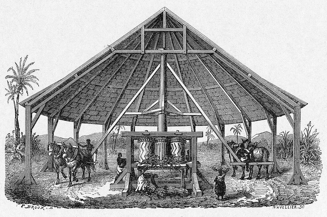 Sugar cane plantation mill,19th century