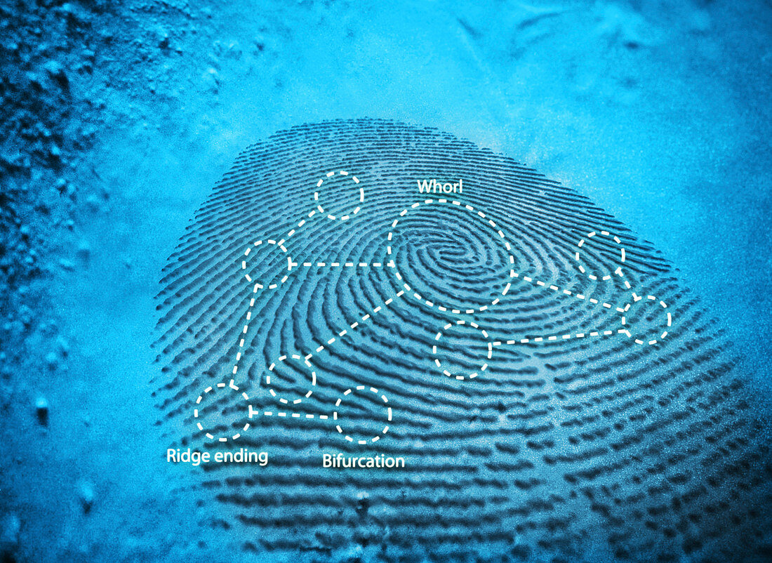 Fingerprint,computer artwork