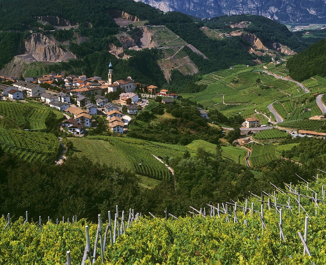 Steile Weinberge umgeben Palu im Val di Cembra des Trentino
