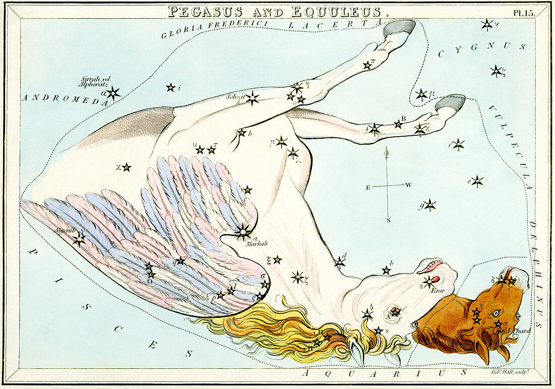 Pegasus and Equuleus constellations