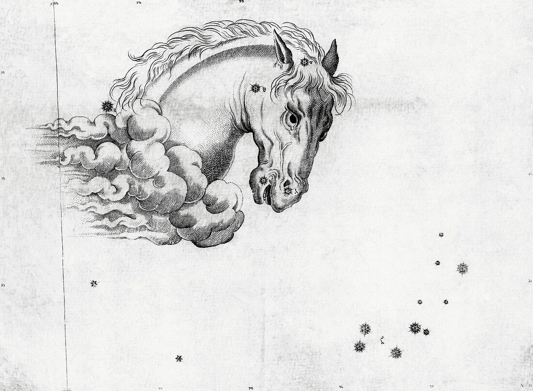 Equus Minor constellation,1603