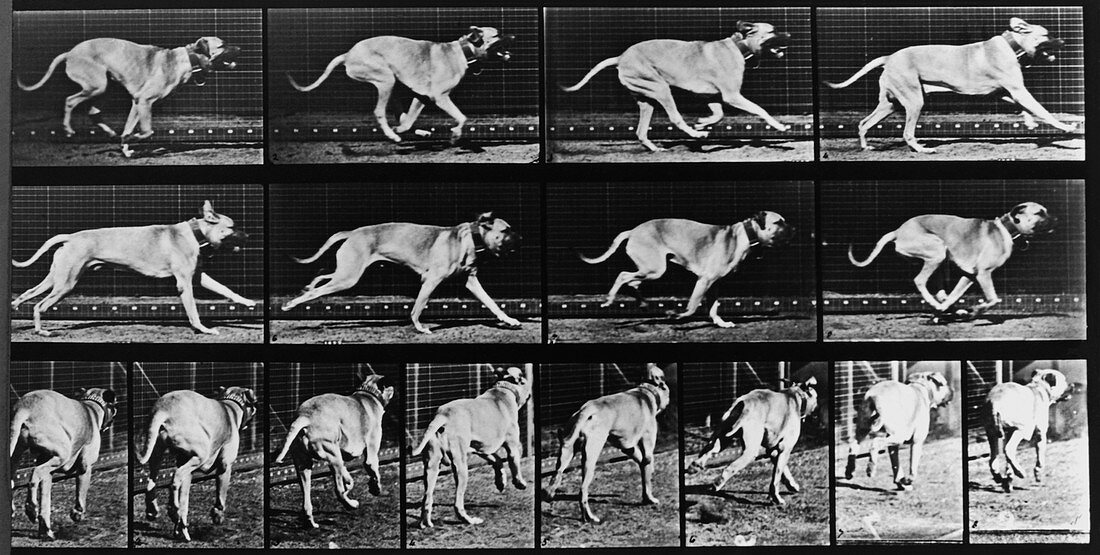 High-speed sequence of a running dog by Muybridge