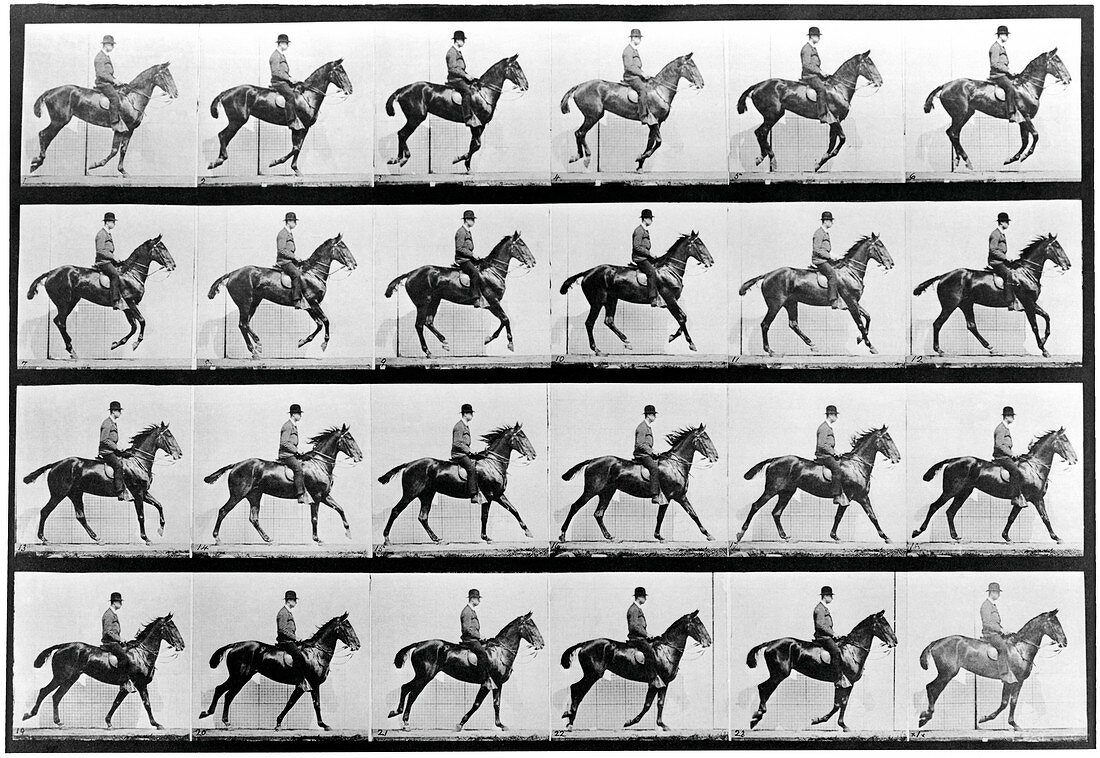 High-speed sequence of a cantering horse and rider