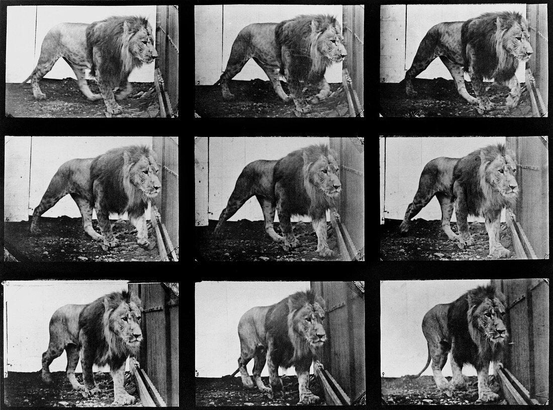 High-speed sequence of a walking lion by Muybridge