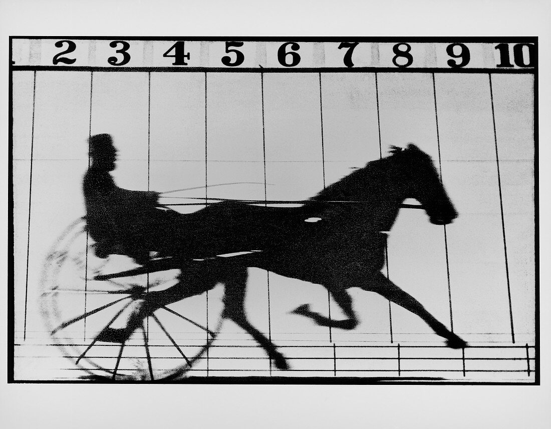 High-speed photo of a trotting horse pulling cart