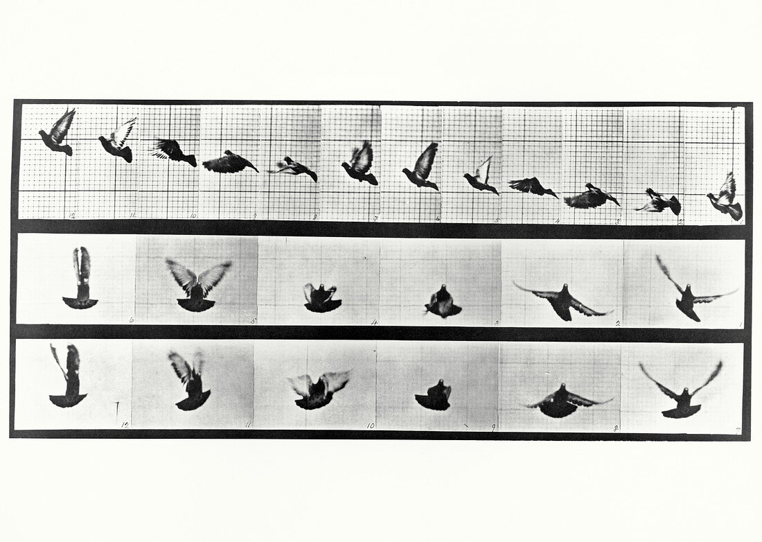 High-speed sequence of a pigeon in flight