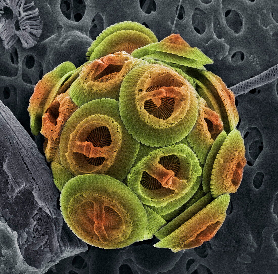 Calcareous phytoplankton,SEM