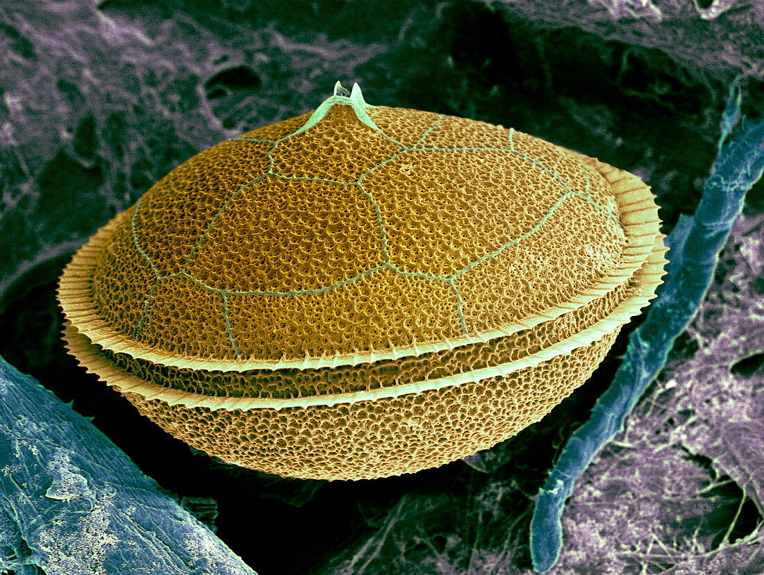 Dinoflagellate,SEM
