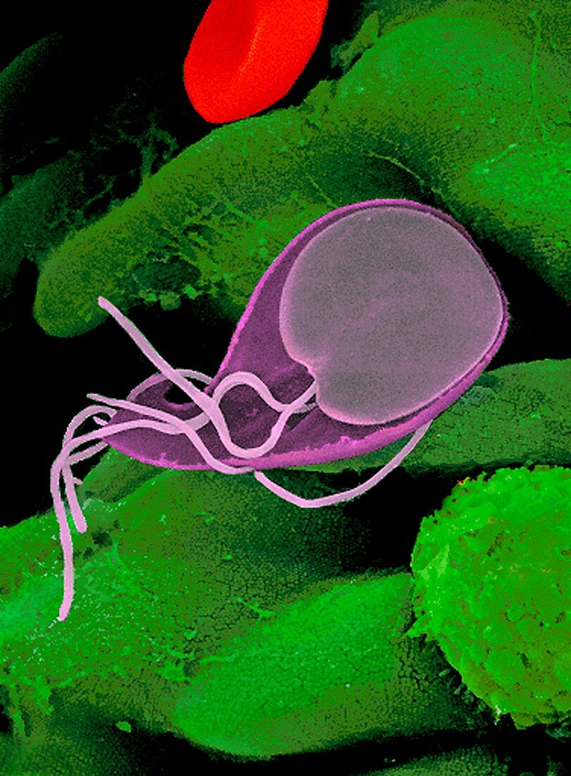 Giardia protozoan,SEM
