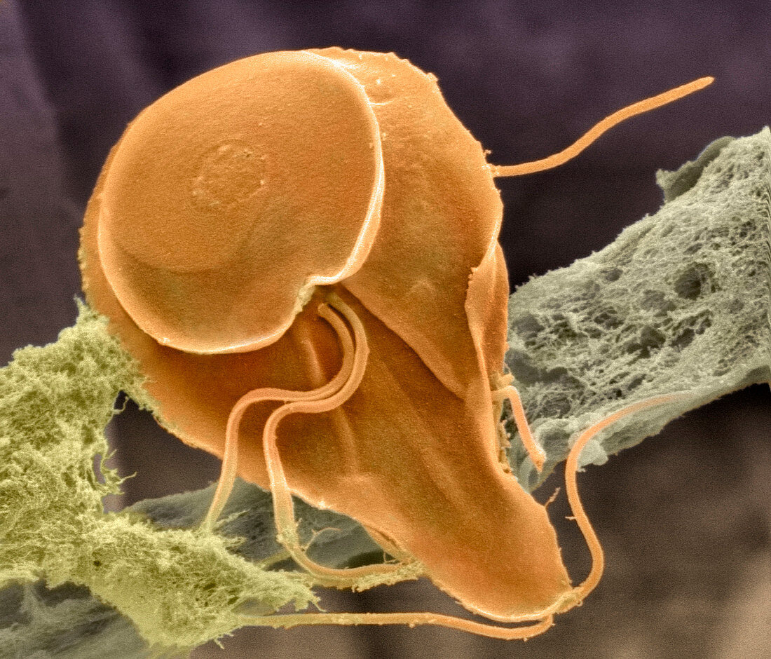 Giardia Lamblia Protozoan Sem Bild Kaufen Science Photo