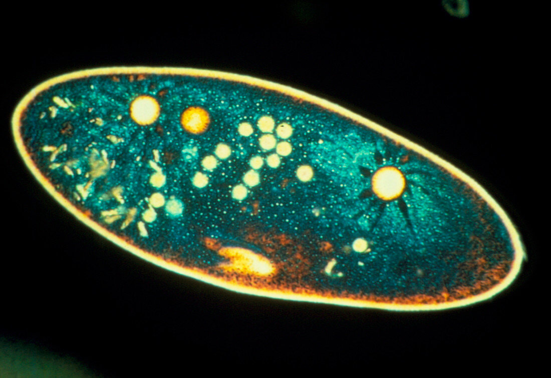 Paramecium caudatum,a ciliate protozoa