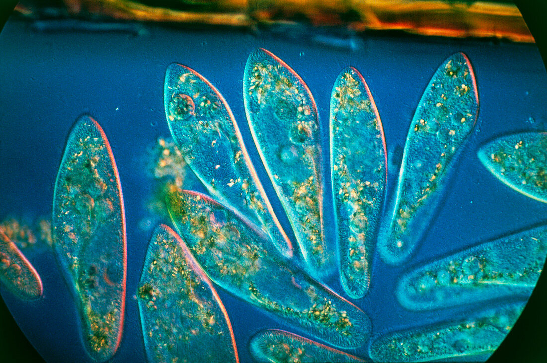 LM of a group of Paramecium caudatum protozoa