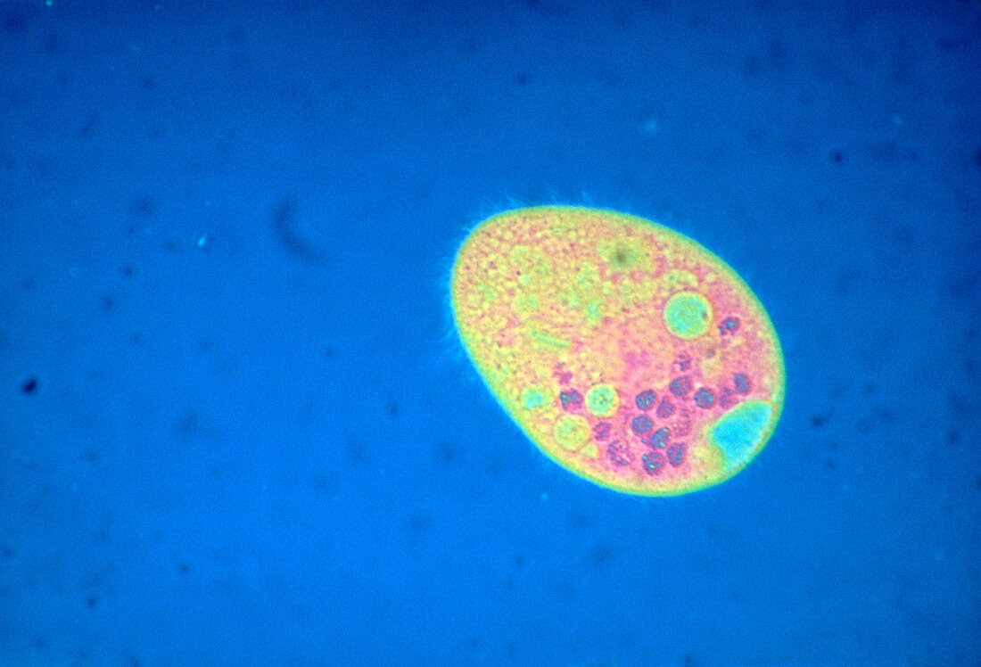 LM of Tetrahymena sp. ciliate protozoa