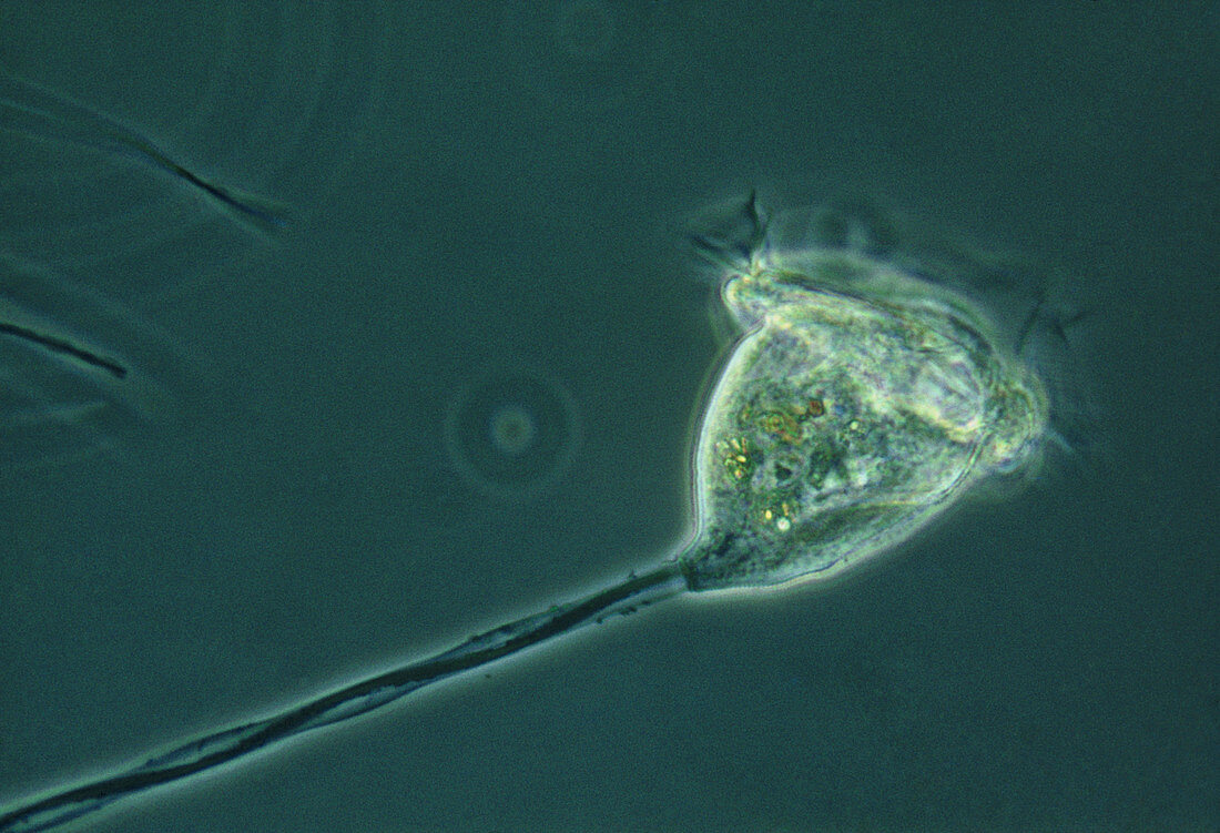Light micrograph of Vorticella sp