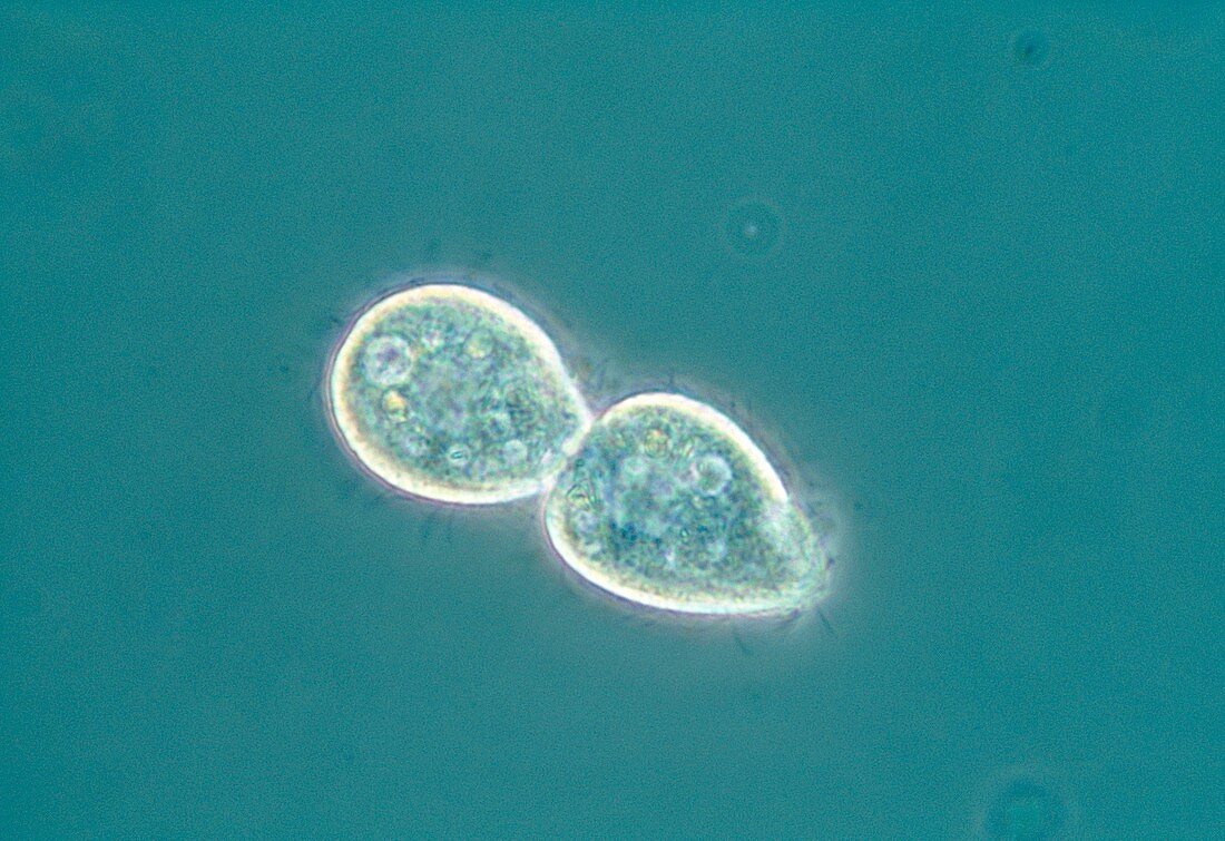 Light micrograph of Tetrahymena sp