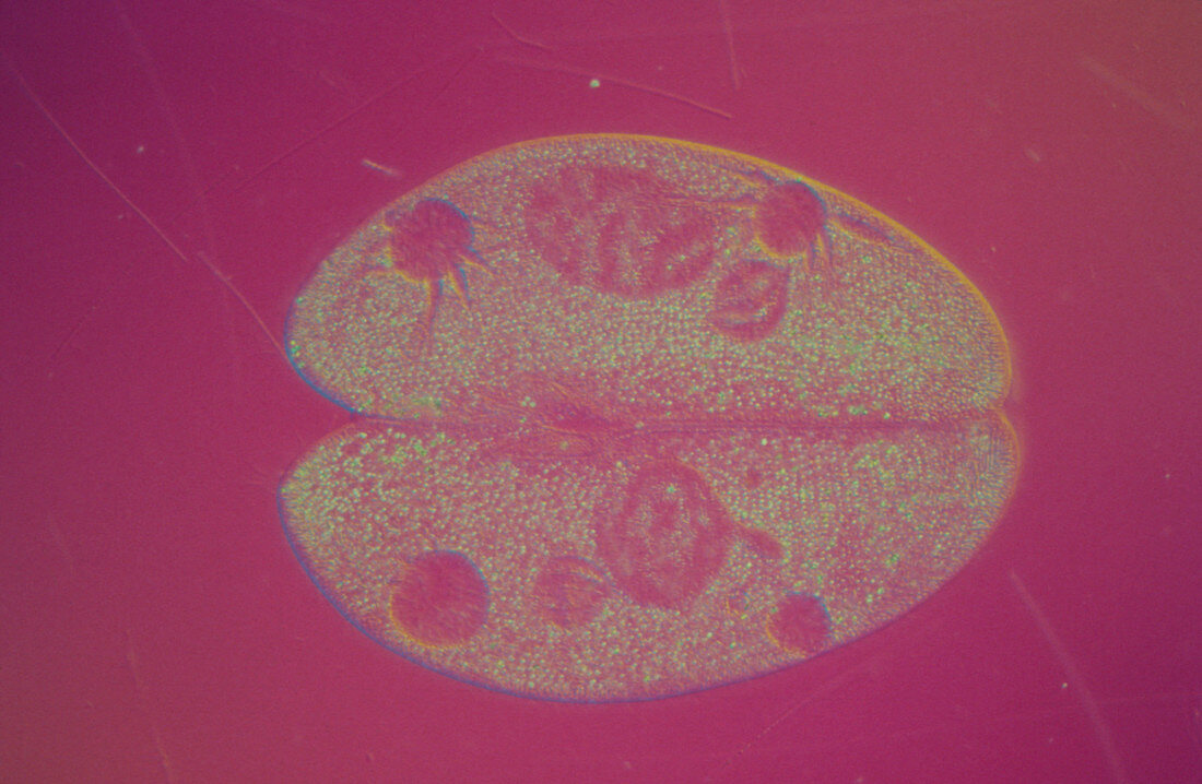 Paramecia