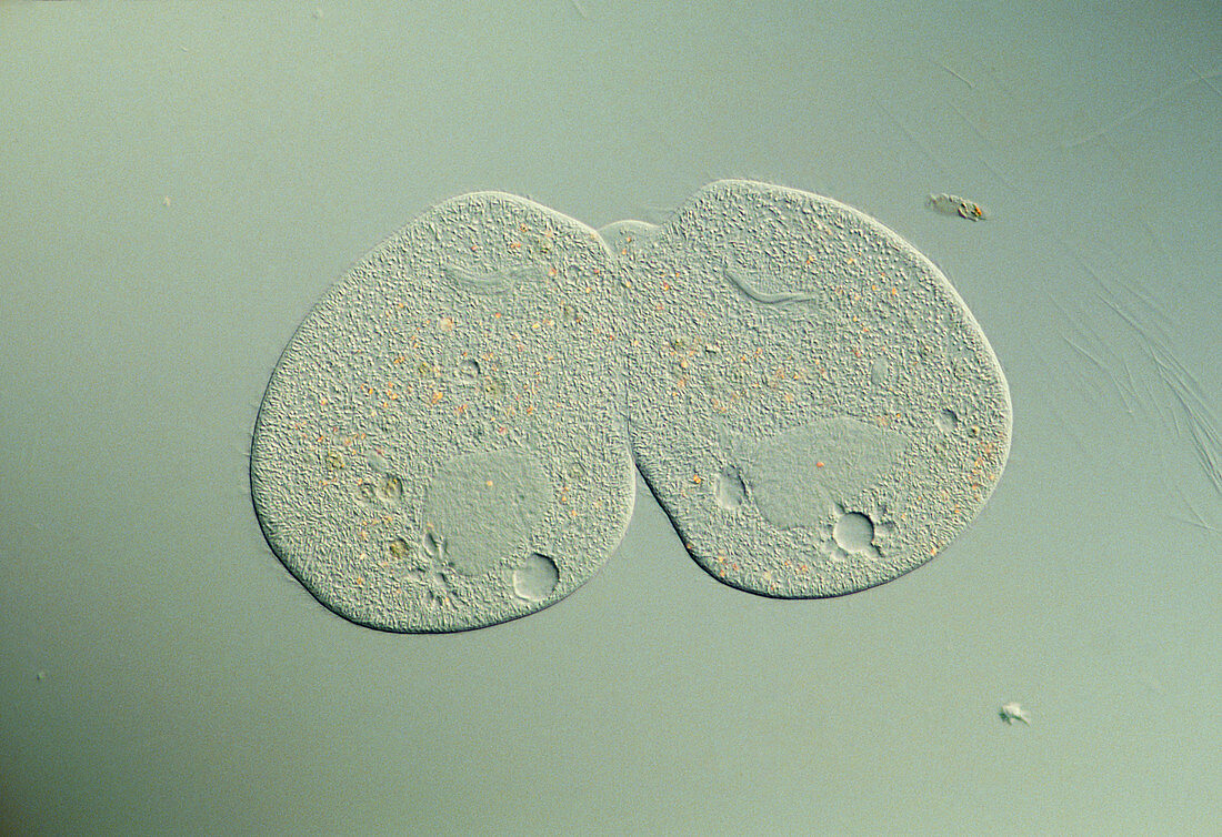 LM of a Paramecium sp. protozoan dividing