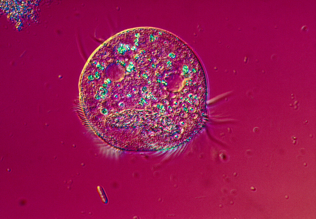 Light micrograph of the ciliate Euplotes patella