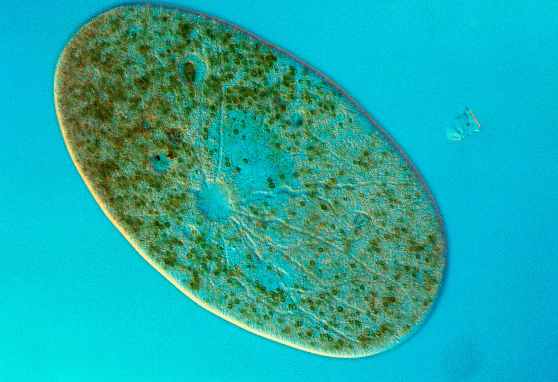 Frontonia ciliate protozoan