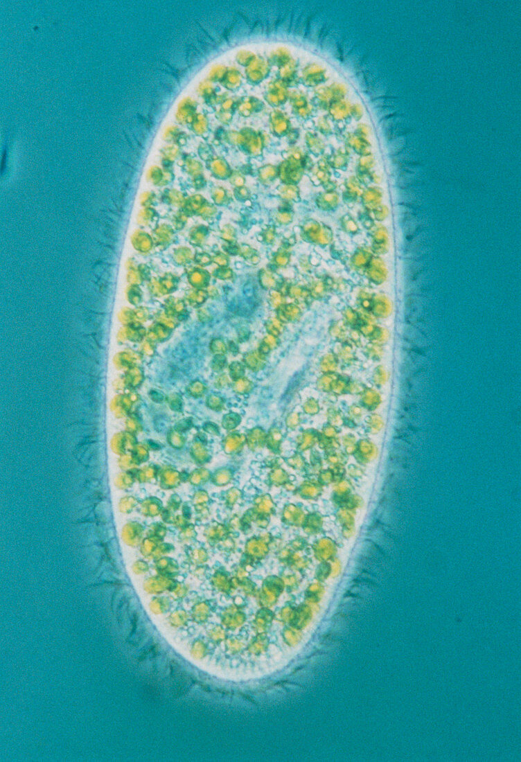 Light micrograph of Paramecium sp