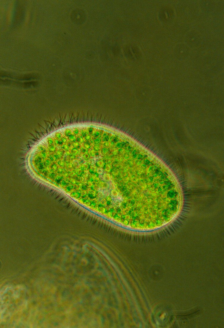 Light micrograph of Paramecium bursaria