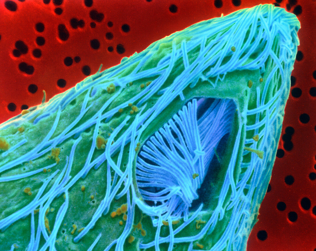 Coloured SEM of mouth of Tetrahymena protozoan