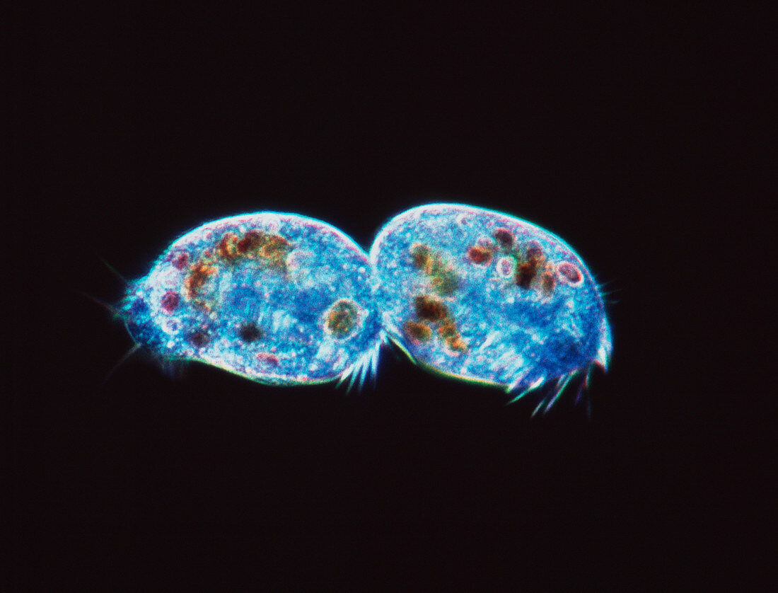 Ciliate protozoa dividing